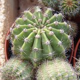 Echinopsis eyriesii ex intricatissima JLcoll.1417.jpg